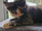 Polydactyl Kitten
