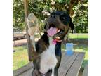 Adopt Imari a Retriever, Black and Tan Coonhound