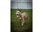 Adopt Jude a Mixed Breed
