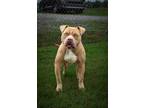 Adopt Zeus a Mixed Breed