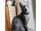 Adopt Ringo a American Shorthair, Russian Blue