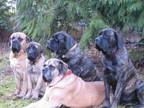 Adopt MEET MORE MASTIFFS! a Mastiff