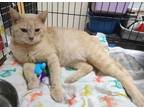 Adopt Bondi a Domestic Short Hair
