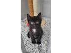 Adopt Duncan a Domestic Short Hair