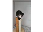 Adopt Dash a Domestic Medium Hair