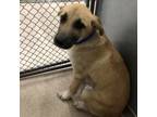 Adopt Quill a Anatolian Shepherd