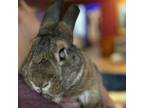 Adopt Strudel a Bunny Rabbit