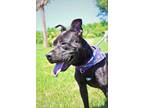 Adopt Enzo a Pit Bull Terrier