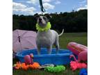 Adopt Leo a Mixed Breed