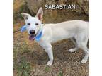 Adopt Sabastian a Great Pyrenees, Mixed Breed