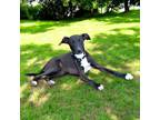 Adopt PUPPY EDDIE a Labrador Retriever