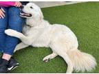 Adopt Odie SAT a Maremma Sheepdog, Great Pyrenees