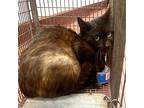 Yoko Siamese Adult Female
