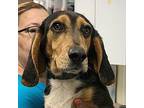 Andy Jr. Beagle Young Male