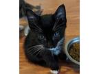 Asher Domestic Shorthair Kitten Male