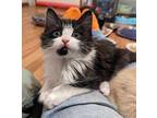 Luna Domestic Longhair Kitten Female