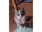 Millie Calico Kitten Female