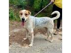 Adopt Benny a Labrador Retriever