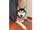 Adopt Damion a Alaskan Malamute