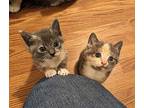 Willow Calico Kitten Male