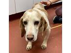 Arlow Beagle Adult Male