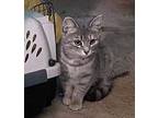 Pika Domestic Shorthair Kitten Female