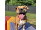 Adopt Sweet Potato a American Staffordshire Terrier