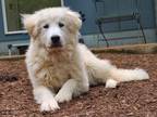 Adopt Mason a Great Pyrenees
