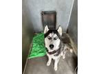 Adopt Crypto a Siberian Husky, Mixed Breed