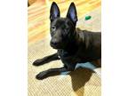 Adopt Rip II (Bucky) a Shar-Pei