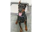 Adopt Kevin 3239 a Doberman Pinscher