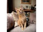 Adopt Toby a Tabby