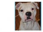 Adopt Tye (Tyson) a Boxer