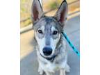 Adopt Lupin a Husky