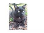 Adopt Leggs a Domestic Short Hair