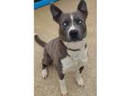 Adopt Ice 23D-0288 a Terrier, Husky