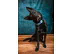 Adopt Kratos a German Shepherd Dog, Border Collie