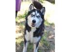 Adopt Vader a Husky