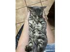 Adopt Fievel a Tabby, Domestic Short Hair