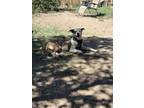 Adopt Toby a Pit Bull Terrier, American Staffordshire Terrier