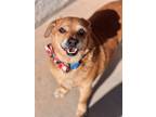 Adopt Arthur a Dachshund, Mixed Breed