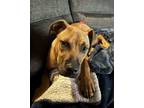 Adopt Lennon a Boxer, Mixed Breed