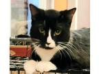 Adopt Baby Luck a Bombay