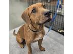 Adopt Canelo a Basset Hound