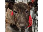 Adopt Kyle AKA Barkley a Bull Terrier