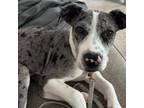 Adopt Woodruff a Catahoula Leopard Dog, Labrador Retriever