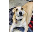Adopt Sparky (Dax) a Shepherd, Husky