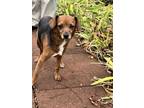 Adopt T-Bone a Beagle