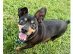 Adopt Tommy a Miniature Pinscher
