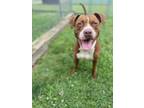 Adopt Copper a Pit Bull Terrier